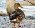 Brown duck stands on a rocky outcrop surrounded by crystal-clear water.