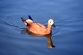 a brown duck swimming in blue water Royalty Free Stock Photo