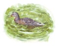 Brown Duck Swimming in Lake Water Royalty Free Stock Photo