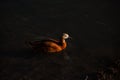 Brown a duck swims in a pond on a summer evening. Birds in the wild nature Royalty Free Stock Photo