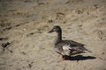 A Brown Duck Walking on a Beach