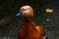 Brown duck walking close to a lake in the autumn season Royalty Free Stock Photo