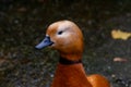 Brown duck walking close to a lake in the autumn season Royalty Free Stock Photo