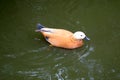 Brown duck with white head in water