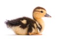 Brown duckling Royalty Free Stock Photo