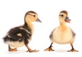 Brown duckling Royalty Free Stock Photo