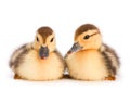 Brown duckling Royalty Free Stock Photo