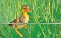 The brown duckling swimming Royalty Free Stock Photo