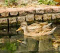 Brown ducks floating on calm water