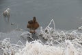 Brown ducks in a frozen lake in cold winter. Royalty Free Stock Photo