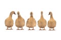 Brown ducks isolated on a white