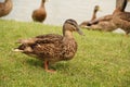 Brown ducks walking on the grass on the shore of the oxbow lake in the city of Panevezys