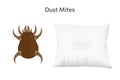 Brown dust mite on pillow vector illustration. Microscopic dangerous insect