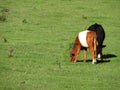 Brown Dutch Belted Lakenvelder dairy cow calf grazing in summer Royalty Free Stock Photo