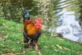 Brown dwarf of the leghorn breed on a farm near the river o Royalty Free Stock Photo