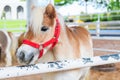 Brown dwarf horse standing in the farm . Miniature horse Royalty Free Stock Photo