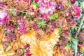 Brown and dying dhalias in yellow, pink and white as a background - drying rustic flowers Royalty Free Stock Photo