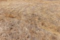 Brown dying grass in the middle of the drought season