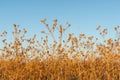 Brown dying wildflowers and grass in autumn Royalty Free Stock Photo