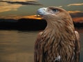 Brown eagle Royalty Free Stock Photo