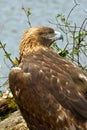 Brown Eagle Royalty Free Stock Photo