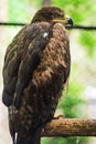 Brown Eagle in a Cage. Close Up Eagle Head Royalty Free Stock Photo