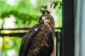 Brown Eagle in a Cage. Close Up Eagle Head Royalty Free Stock Photo