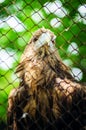 Brown eagle in a cage close up Royalty Free Stock Photo