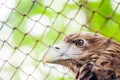 Brown eagle in a cage close up Royalty Free Stock Photo