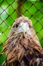 Brown eagle in a cage close up Royalty Free Stock Photo