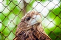 Brown eagle in a cage close up Royalty Free Stock Photo