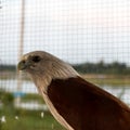 Brown eagle cage. Royalty Free Stock Photo