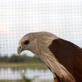 Brown eagle cage.