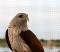 Brown eagle cage. Royalty Free Stock Photo