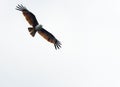 Brown Eagle Royalty Free Stock Photo