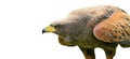 Brown Eagle isolated on white Royalty Free Stock Photo