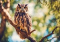 Brown eagle owl in the forest on natural blurred background.