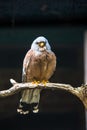 A brown eagle is perched on a tree Royalty Free Stock Photo