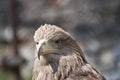 Brown eagle portrait Royalty Free Stock Photo