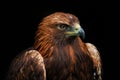 Brown eagle portrait