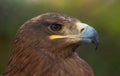 Eagle portrait Royalty Free Stock Photo