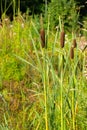 Brown ear of cattail in nature. Natural vegetation near the pond and lake, tall cattail reeds