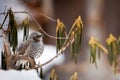 Brown-Eared Bulbul Royalty Free Stock Photo