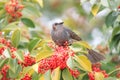 Brown-eared Bulbul Royalty Free Stock Photo