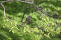 A Brown-eared Bulbul on the branch of sakura trees Royalty Free Stock Photo