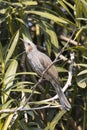 A brown-eared Bulbul on the branch Royalty Free Stock Photo