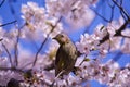 Brown eared Bulbul and cherry blossoms Royalty Free Stock Photo