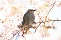 Brown-eared Bulbul Royalty Free Stock Photo