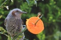 Brown-eared Bulbul Royalty Free Stock Photo