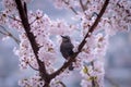 Sakura With Bulbul Royalty Free Stock Photo